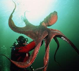 北太平洋巨型章鱼：世界上最大的章鱼（分布范围广）_小狼观天下