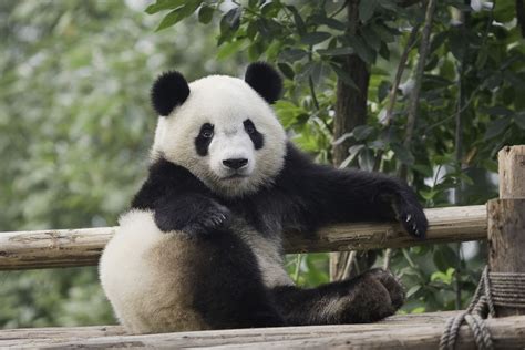 大熊猫为什么被视为中国的国宝?这是中国独有的稀有动物 — 久久经验网