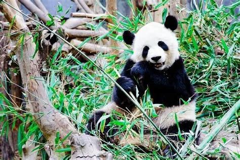 国宝大熊猫的资料介绍 关于大熊猫的简介_知秀网