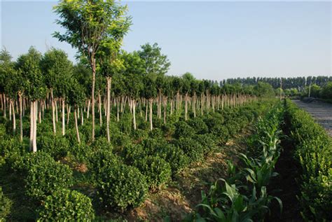 苗木产品_杭州绿城园林绿化工程有限公司