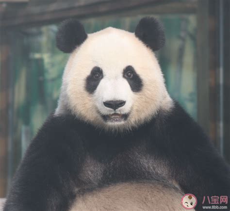 大熊猫“晶运”和“小妮”融入沧州快乐生活_河北频道_凤凰网