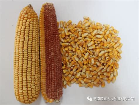 高产的玉米种子品种主要有哪些？ - 惠农网