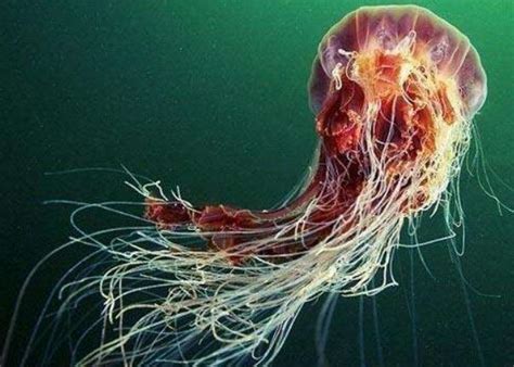 世界上最大的水母：光是触手就有36米长，含有剧毒非常凶猛_腾讯视频