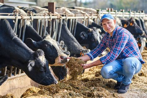 农民在农场喂奶牛的画像高清图片下载-正版图片503741437-摄图网