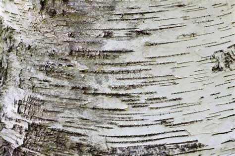 白桦树图片-镜头下美丽的白桦树素材-高清图片-摄影照片-寻图免费打包下载