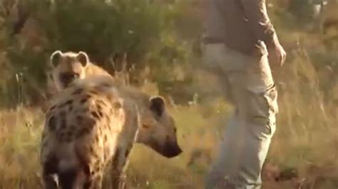 非洲人养鬣狗当宠物，这爱好真特别，不怕被咬吗._凤凰网视频_凤凰网