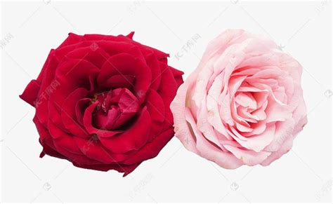 两朵玫瑰花素材图片免费下载-千库网