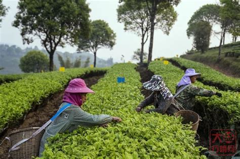 普洱：茶旅融合 打造茶文化深度体验旅游目的地_云南省农业农村厅