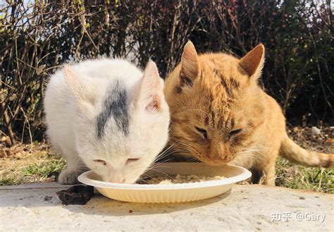 救助流浪猫志愿者图鉴｜生命守护者 - 每日推荐 - iLOHAS乐活社区