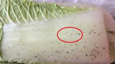大白菜上的“小黑点”是什么？这种白菜能吃吗？看完恍然大悟