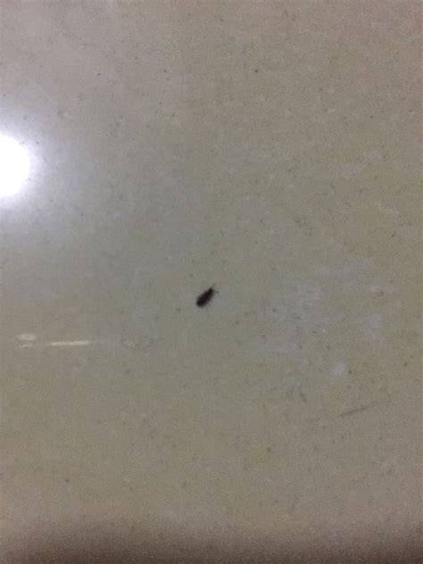 新买的床，带床垫出现这种小虫，还会飞，还有这种黑色小颗粒，像虫粪_百度知道