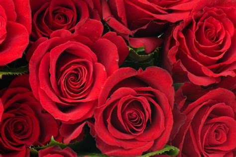 在爱情里11朵玫瑰代表什么意思？（11支玫瑰，象征着一心一意、一生一世，同时，每一种颜色还有不同寓意。）-老梁`s Blog（老梁博客,老梁 ...