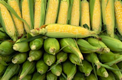 教你玉米拔节期如何进行田间管理|拔节期|玉米|追肥_新浪新闻