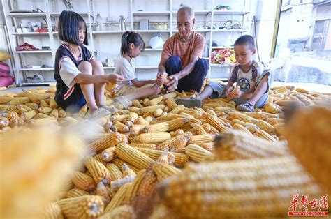玉米丰收 农民增收 - 焦点图 - 湖南在线 - 华声在线