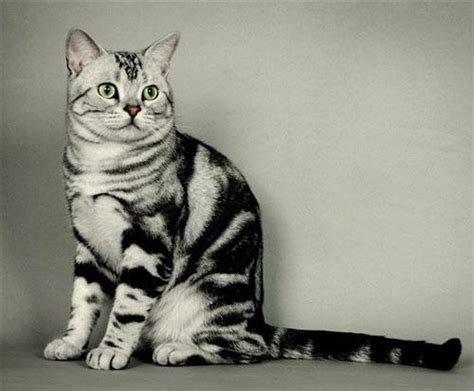 名猫品种名称带图片（世界十大名猫排行榜） - 胖萌舍宠物网
