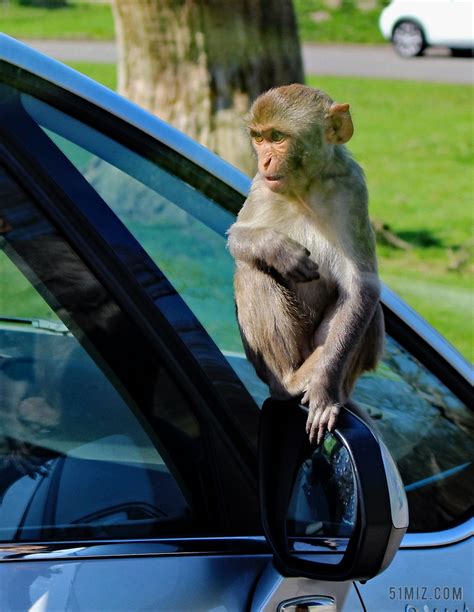 恒河猴 猴子 搞笑 哺乳动物 野生动物 灵长类动物 肖像 猕图片免费下载 - 觅知网