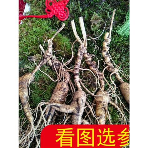 江参图片