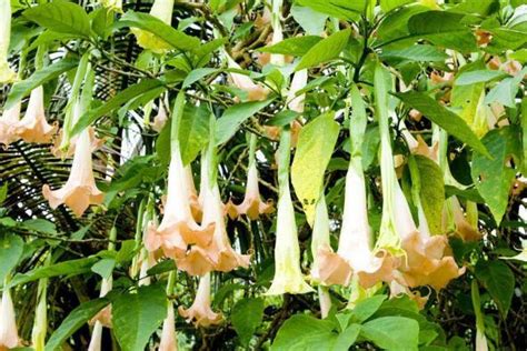 世界最毒的植物前十名 曼陀罗上榜，第一常见于热带地区_排行榜123网