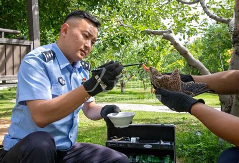 新疆伊犁：民警救助国家二级野生保护动物红隼-人民图片网