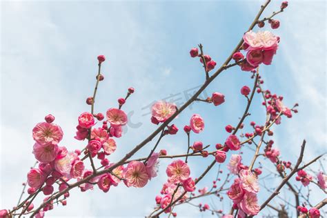 长乐梅花图片