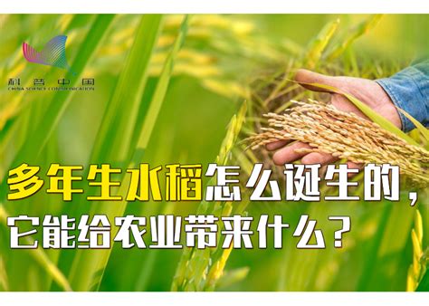 【创作培育计划】多年生水稻怎么诞生的，它能给农业带来什么？_也百科