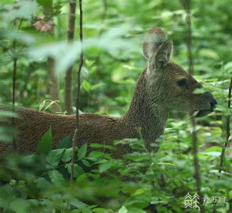 獐子牙 - 快懂百科