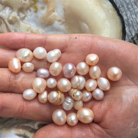 天然贝壳珍珠蚌壳珍珠河蚌壳抛光打磨饰品工艺品-阿里巴巴