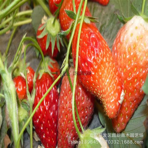 卖草莓的小强辽宁丹东东港99草莓新鲜水果超大特大顺丰包邮3斤装_虎窝淘