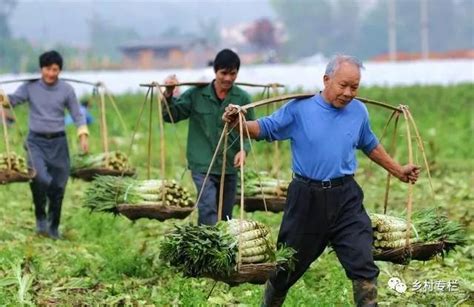 黔西南义龙新区种植4万亩蔬菜助推产业扶贫（图文） - 义龙