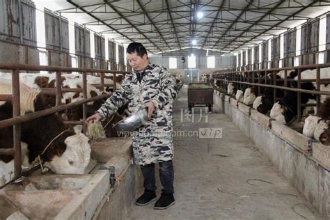 贵州施秉：牛产业助增收-人民图片网