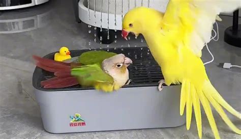 谢德 的图像结果