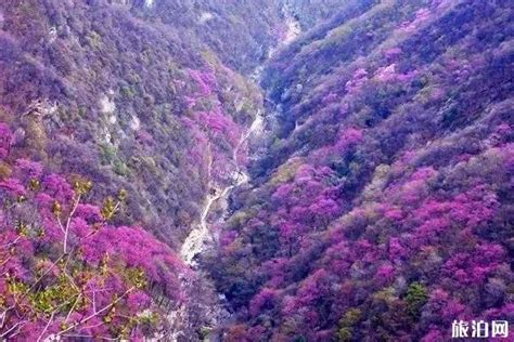 西安一地入选全国十大热门赏花地！3月中旬迎来最佳观赏期 - 西部网（陕西新闻网）