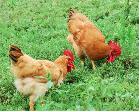 鸡为什么喜欢吃小石子 | 冷饭网