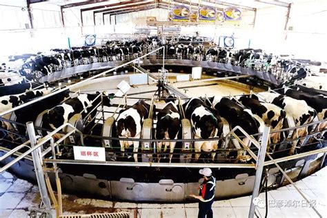 非凡十年·巴彦淖尔新跨越 | 巴彦淖尔：推动奶业率先振兴 壮大国家“绿色奶罐”-内蒙古品牌网