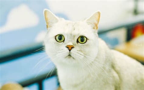 宠物猫取名大全可爱的母(宠物猫名字可爱洋气)-小猫百科资讯-分享库