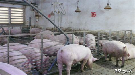 养猪十年总结经验：猪场选址与办证 - 猪好多网