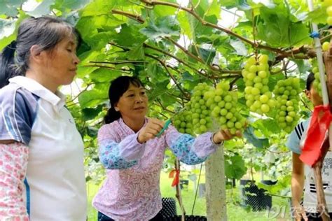 广平：直通式气象服务助力葡萄成熟采收