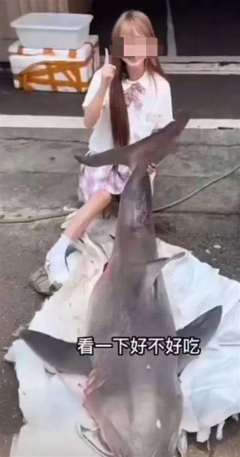 “网红烹食大白鲨”事件，两人被批捕！_澎湃号·媒体_澎湃新闻-The Paper