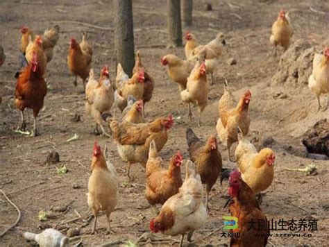 农村土鸡养殖现状及前景如何？_市场