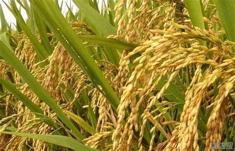 杂交水稻种植面积-杂交水稻种植面积,杂交水稻,种植,面积 - 早旭阅读