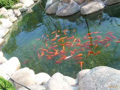 池鱼图片