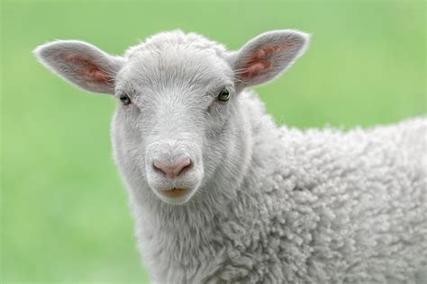 羊宝是什么东西 关于羊宝的介绍_知秀网
