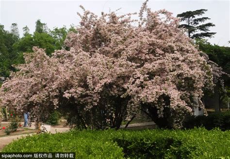 初夏时节，京城这些公园内猬实花开