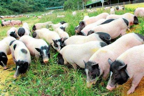 养几头猪一年能挣5万-农百科