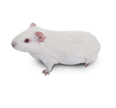 FMMU白化豚鼠-实验动物中心