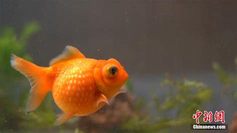 金鱼的繁殖习性较为复杂，掌握它的产卵期能有效提高产卵量！|产卵|金鱼|产卵期_新浪新闻
