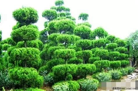 花灌木图片及名称,园林绿化常用灌木,52种常见灌木图片名称_大山谷图库