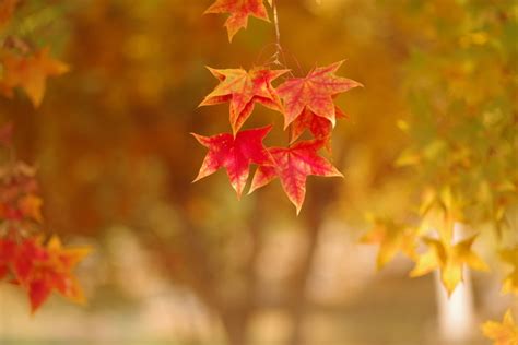 关于秋天的唯美句子：秋天是画，是彩云，是流霞_句子豆