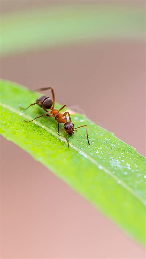 草地上的宏观绿蚂蚁高清摄影大图-千库网