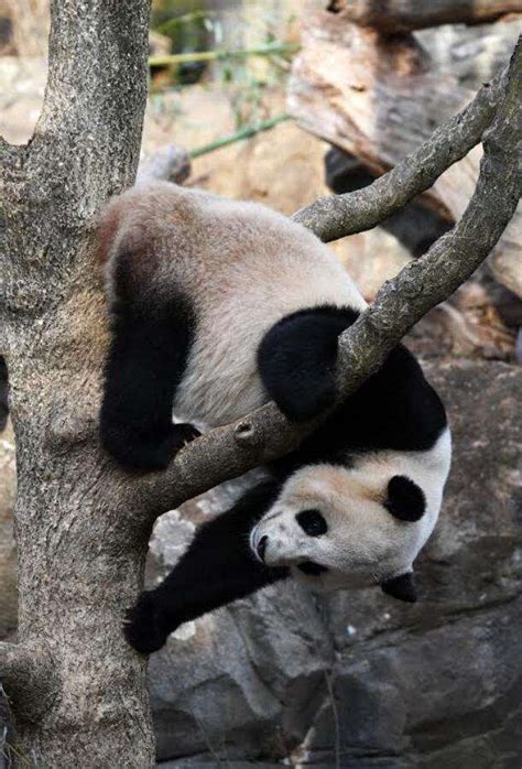 旅美大熊猫“宝宝”今日返蓉 出生后首次回国 - 四川 - 华西都市网新闻频道